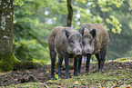 wild boar