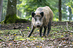 wild boar