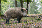 wild boar
