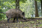 wild boar