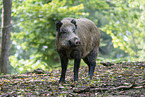 wild boar