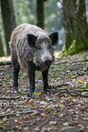 wild boar
