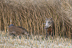 wild boars