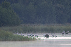 wildboar