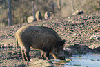 wild boar