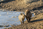 wild boar