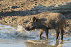 wild boar
