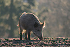 wild boar