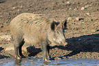 wild boar
