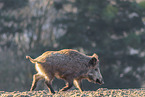 wild boar