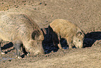 wild boar