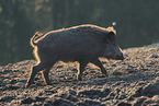 wild boar