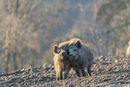 wild boar