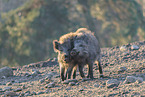 wild boar