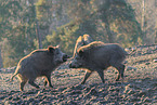 wild boar