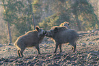 wild boar