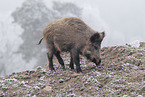 wild boar