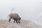 wild boar
