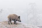 wild boar