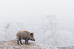 wild boar