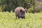 wild boar