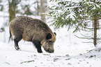 wild boar in winter