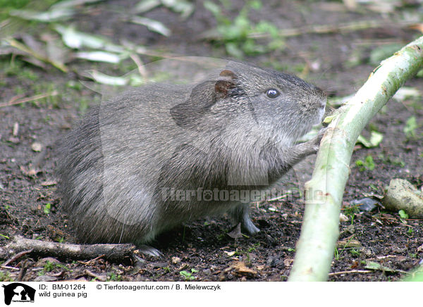 wild guinea pig / BM-01264