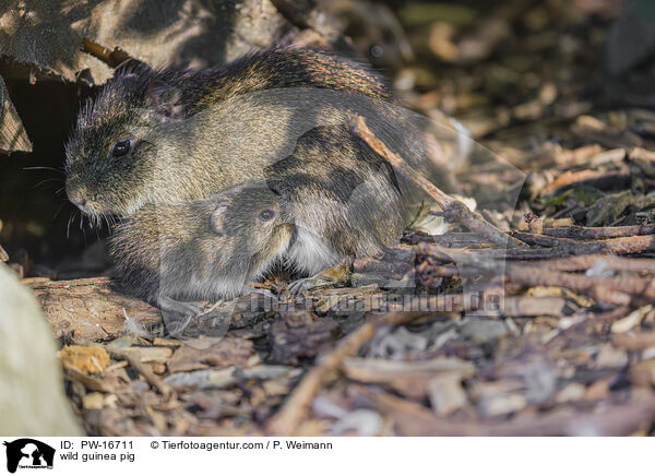 wild guinea pig / PW-16711