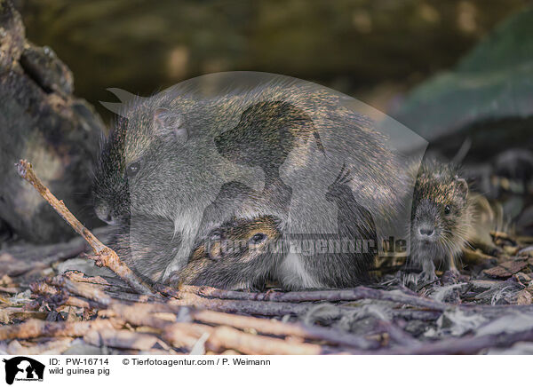 Wildmeerschwein / wild guinea pig / PW-16714