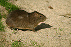 Wild Guinea Pig