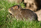 Wild Guinea Pig