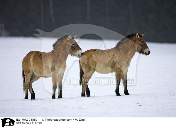 wild horses in snow / MAZ-01889