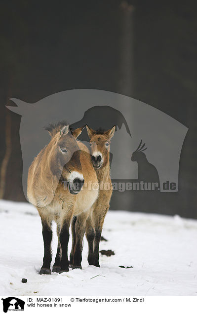 wild horses in snow / MAZ-01891