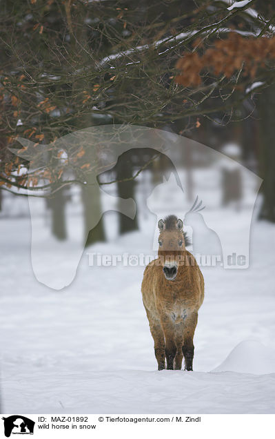 Wildpferd im Schnee / wild horse in snow / MAZ-01892