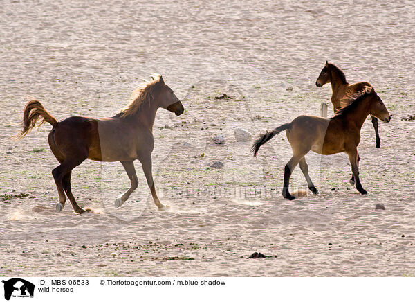 Wildpferde / wild horses / MBS-06533