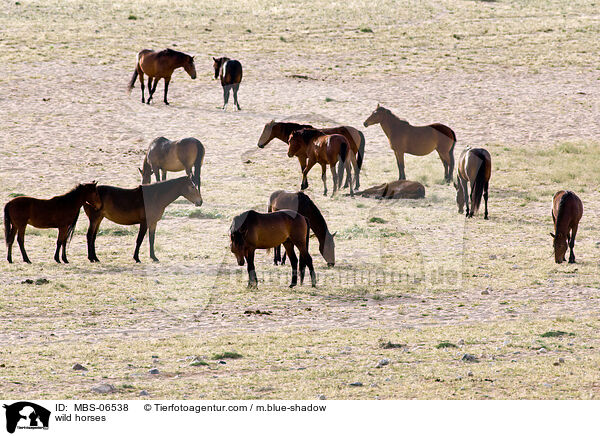wild horses / MBS-06538