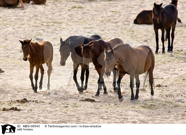 Wildpferde / wild horses / MBS-06540