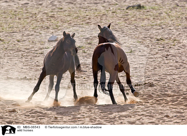 Wildpferde / wild horses / MBS-06543
