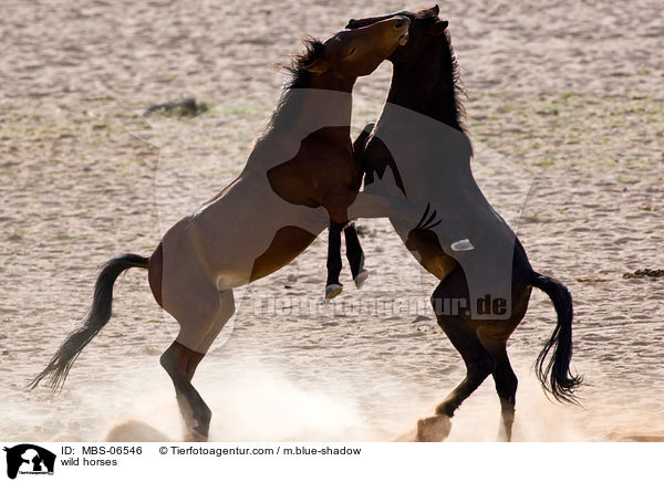 Wildpferde / wild horses / MBS-06546