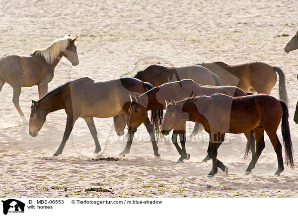 Wildpferde / wild horses / MBS-06553