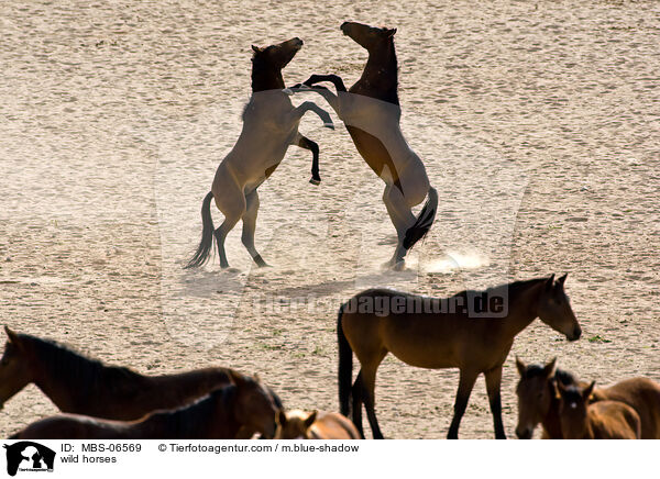 Wildpferde / wild horses / MBS-06569