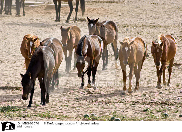 Wildpferde / wild horses / MBS-06570