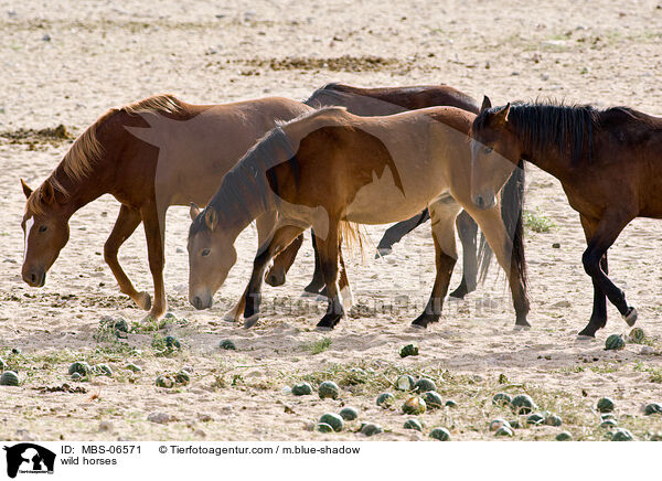 wild horses / MBS-06571