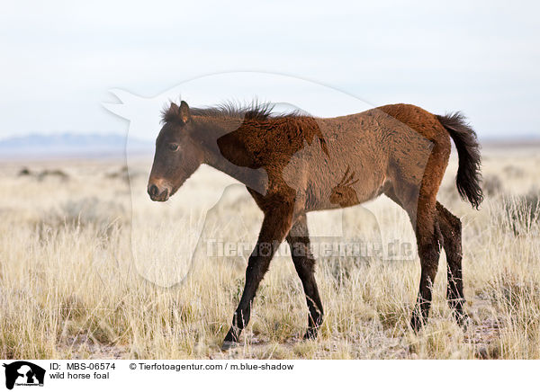 wild horse foal / MBS-06574
