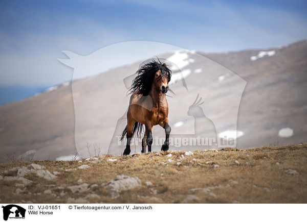 Wildpferd / Wild Horse / VJ-01651