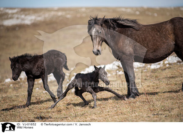 Wildpferde / Wild Horses / VJ-01652