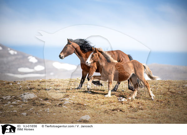 Wildpferde / Wild Horses / VJ-01656