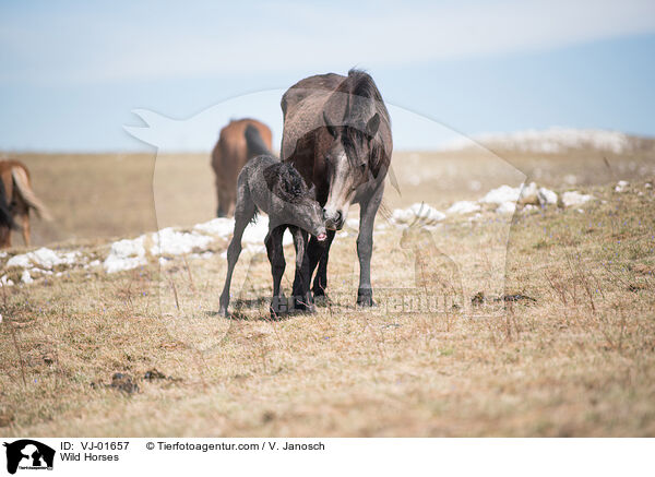 Wild Horses / VJ-01657