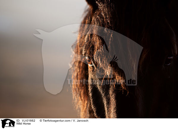 Wildpferd / Wild Horse / VJ-01662