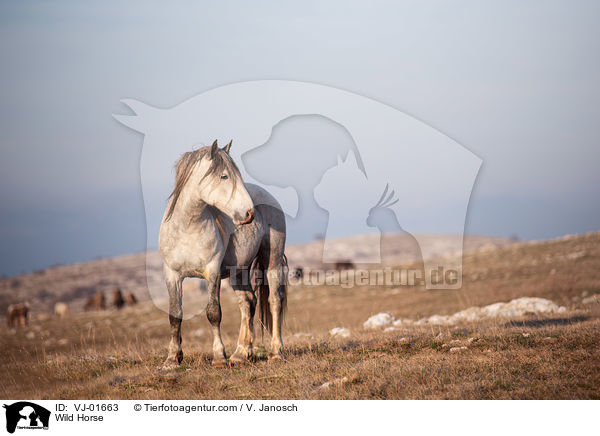 Wildpferd / Wild Horse / VJ-01663